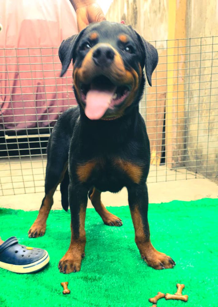 GANDHI UDK AJÁAJÍDÉ | Rottweiler 