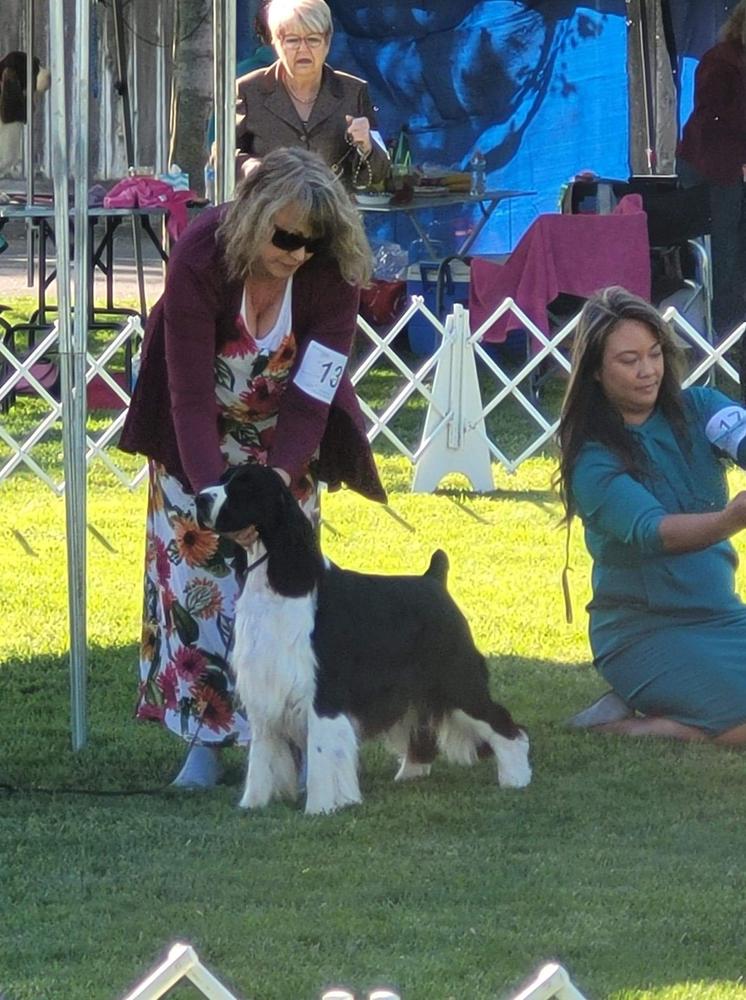 Gentry N Roundtree's Resurrection | English Springer Spaniel 