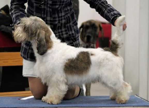 Mirepoix's La Vraie Affaire | Petit Basset Griffon Vendéen 