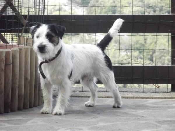 Bolt | Jack Russell Terrier 