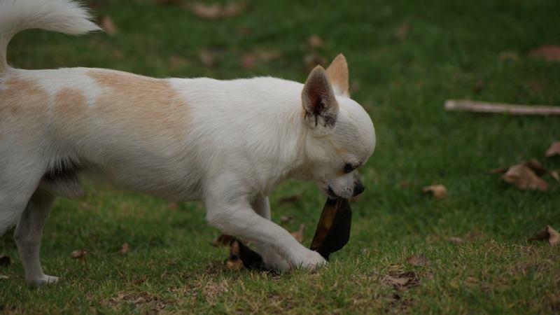 Dazzles Curious George | Chihuahua 