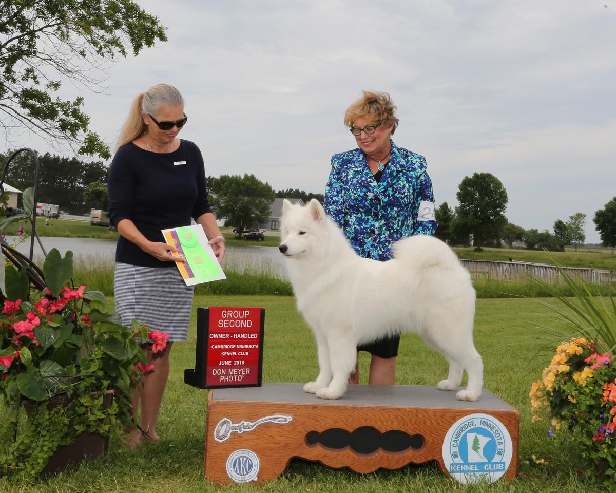 Kenosha's Tansy Aster at Tundra Winds | Samoyed 