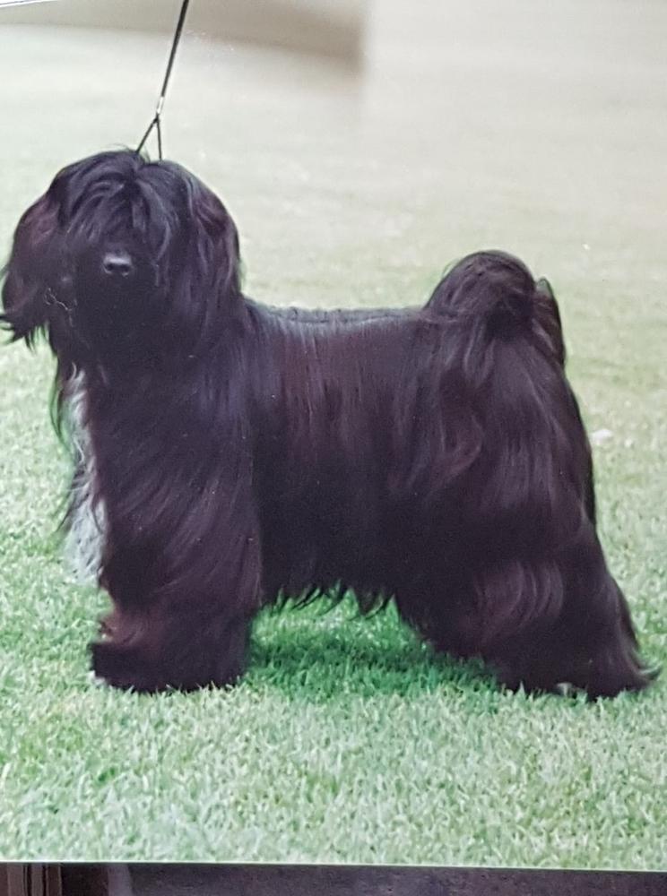 RIWUDA INEXCESS | Tibetan Terrier 