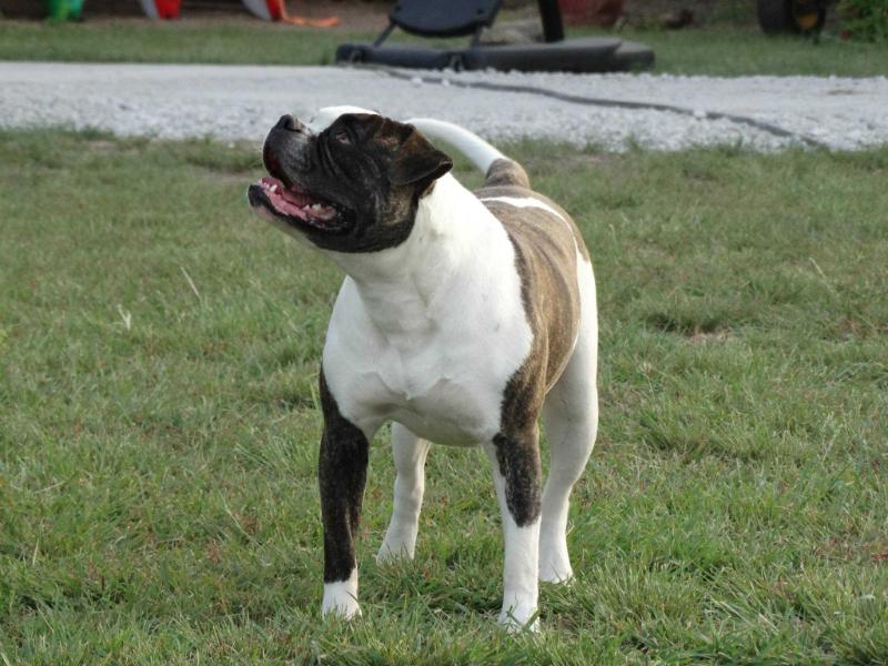 Wills' Turning Trixie of Dailey's | American Bulldog 