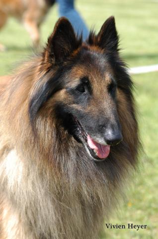 Grimmendans Gabor | Belgian Tervuren 