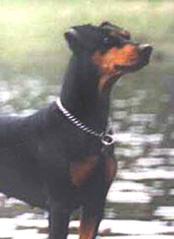 Quebec's EDDA-ELEGANS | German Pinscher 