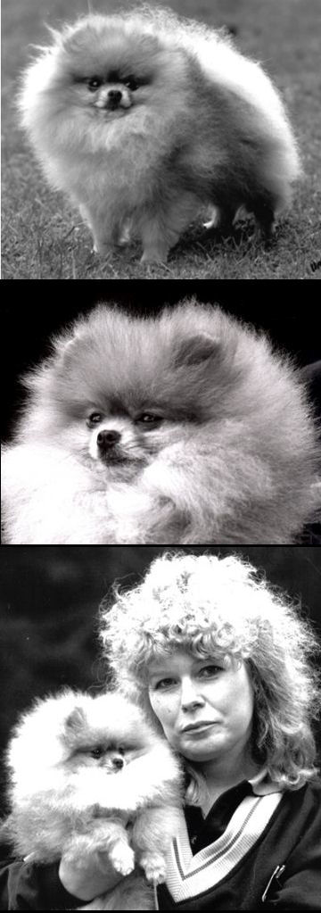 Mullerkazar Sungold Illusion At Toybox | Pomeranian 