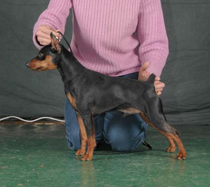 Chen me beit hamaayan | Miniature Pinscher 