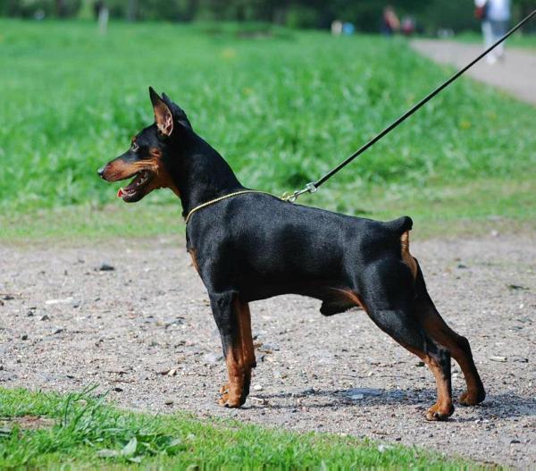 Zhul Vernoe-Serdtse del Ailend | Miniature Pinscher 