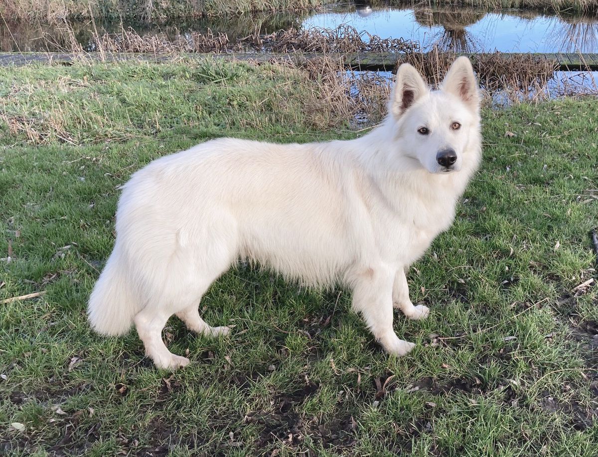 HARRY POTTER Mountain Wolves | White Swiss Shepherd Dog 