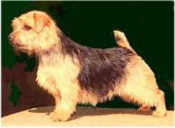 Allright Apple Charlotte | Norfolk Terrier 