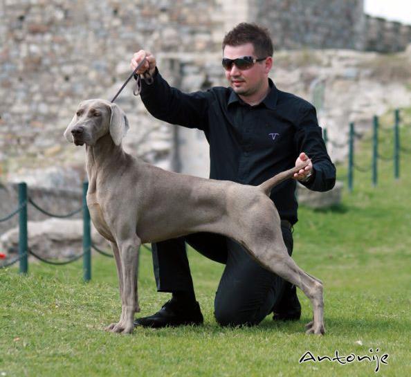 Kan Trace Atlantis | Weimaraner 