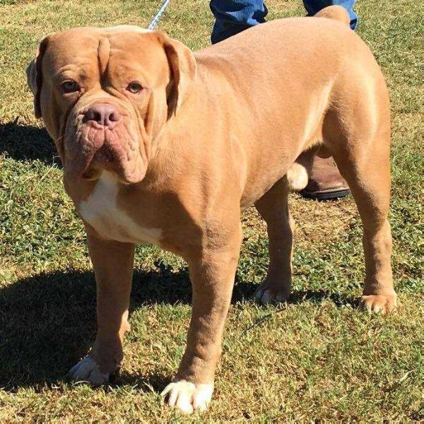 Vo's Fury Road | Olde English Bulldogge 