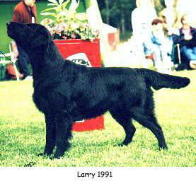 Almanza Larry O'Grady | Flat-Coated Retriever 