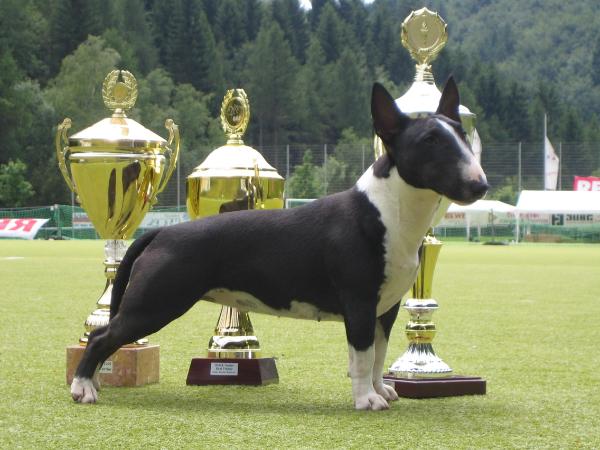 Sherman Aisborne Heaven Sent | Miniature Bull Terrier 