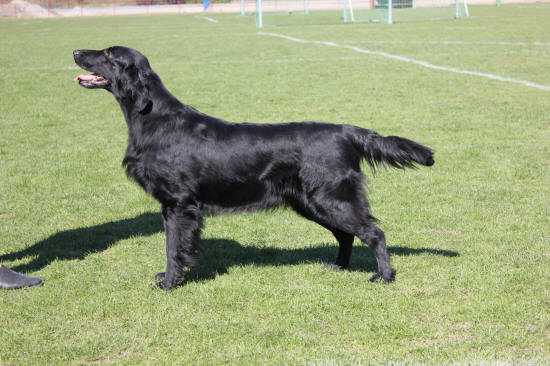 Almanza Bell Of The Ball | Flat-Coated Retriever 