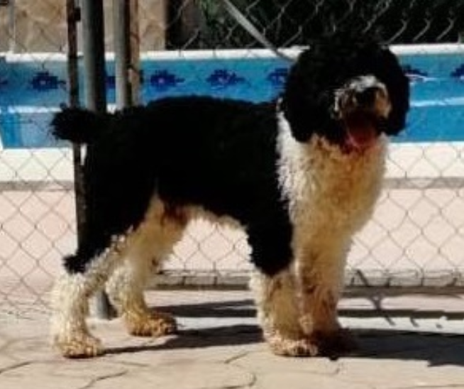 Moro de Zafraleva | Spanish Water Dog 