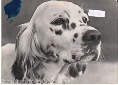 CALCARIA LUANDA | English Setter 