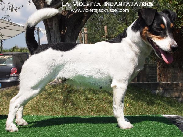 La Violetta Incantatrice | Jack Russell Terrier 