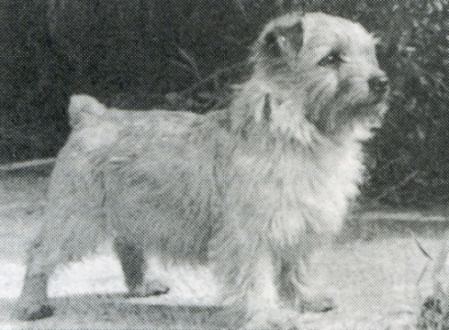 And Harry Of Titanium | Norfolk Terrier 