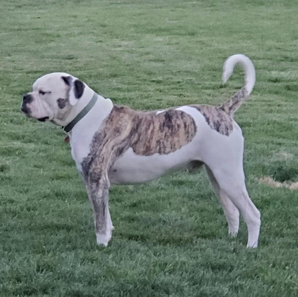 Vohl’s Angus “The Beefcake” Badenov of RB | American Bulldog 