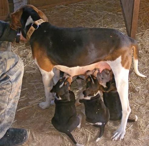 Mc Cloud River Princess | Treeing Walker Coonhound 