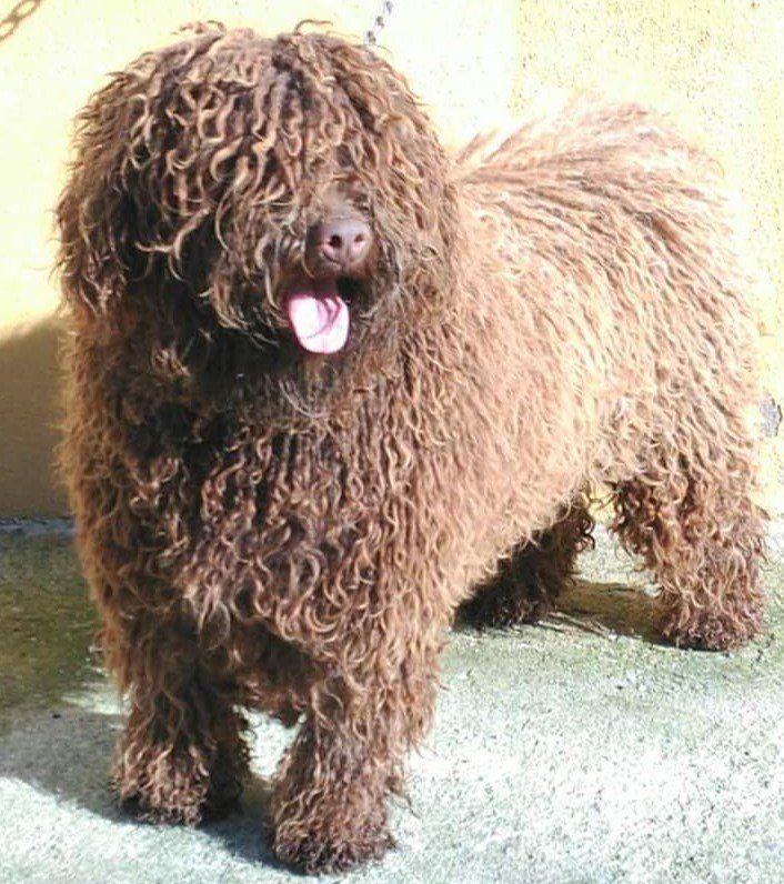 Mónica del Guardián de los Sueños | Spanish Water Dog 