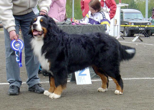 Maroussia Brad-Einarsson | Bernese Mountain Dog 