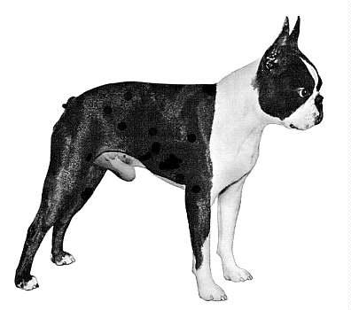 Grant's Royal Command | Boston Terrier 