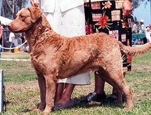 Chesabar Dzrt Winds Tuk'r Two | Chesapeake Bay Retriever 