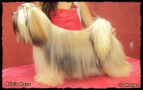 Alicia Keys Of Small King | Lhasa Apso 