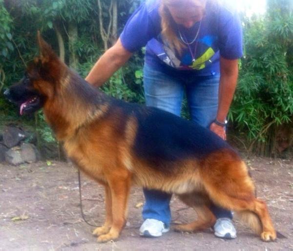 Jordan De Los Baguales | German Shepherd Dog 