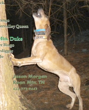 Ripshin Mnt Duke | American English Coonhound 