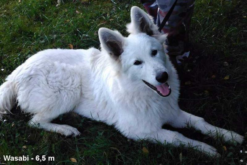 Wasabi la Blankpapilio | White Swiss Shepherd Dog 