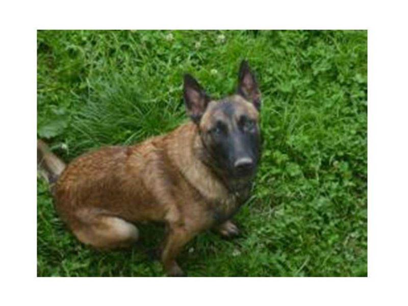 Fabrouck du Haut de la Girauderie | Belgian Malinois 