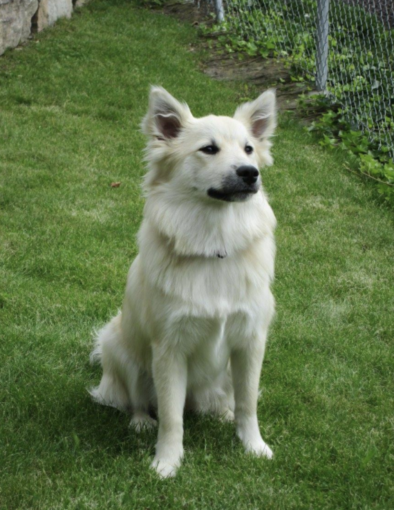 Harpa aus Vinkona | Icelandic Sheepdog 