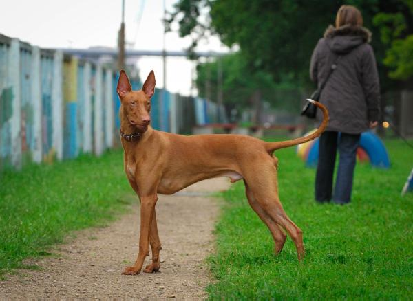 Pearl-Ramzes Sand Pharaoh | Pharaoh Hound 