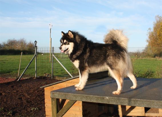 Cooper vs. del Rey la Montana Blanca | Alaskan Malamute 