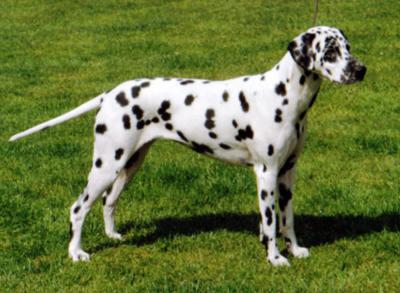 Olbero Of The Peg | Dalmatian 