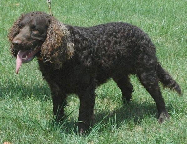 Wine Country's Zippity Do Da BN | American Water Spaniel 