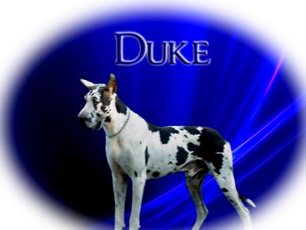 Sir Duke Vi-Dayne's Of Loomis | Great Dane 