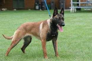 Elfy LOF 210668 (Keating) | Belgian Malinois 