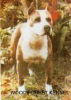 Wood's E-Z Challenger | American Pit Bull Terrier 