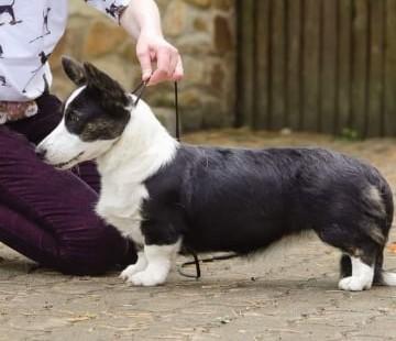 Ormai Enfis | Cardigan Welsh Corgi 