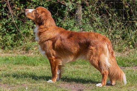 Eusanit Proper Job | Nova Scotia Duck Tolling Retriever 