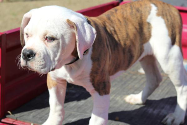 South'n Terr King Mufasa | American Bulldog 