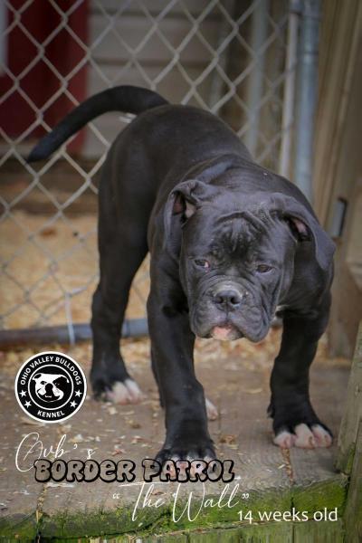 OVB's Border Patrol | American Bulldog 