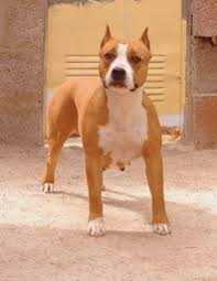 Sara de cans juansa | American Staffordshire Terrier 