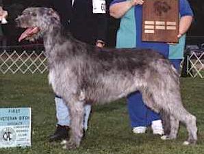 Starkeeper Coolahbah Jezebel | Irish Wolfhound 