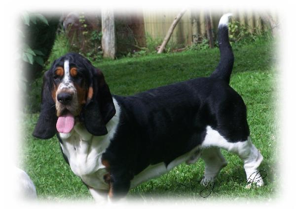 Fido de l'ange fidele | Basset Hound 